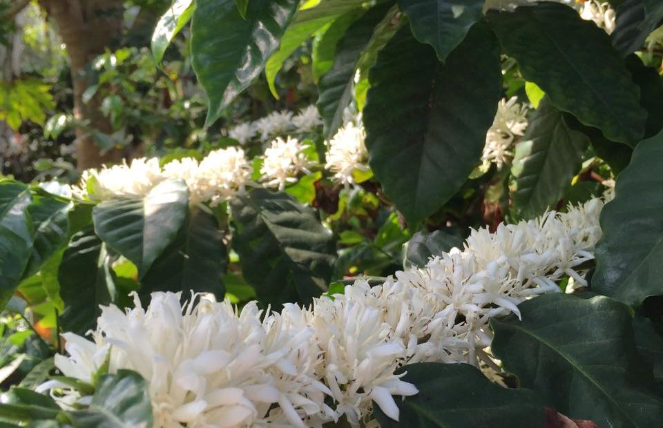 利根店の温室で栽培されているコーヒーの木の花